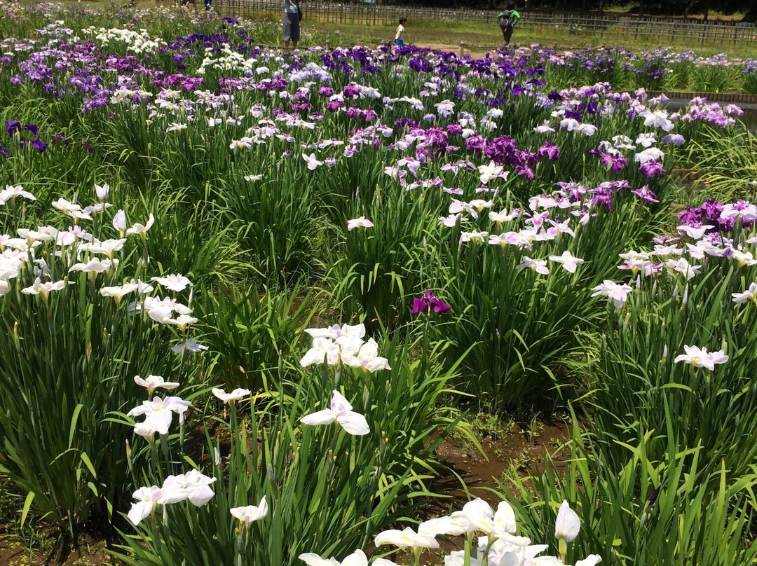 Higashimurayama Shobu Matsuri-东村山市必去景点