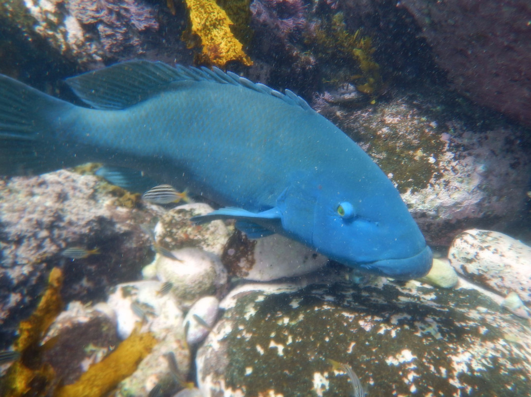 Sydney Underwater Scooter Tours-悉尼必去景点