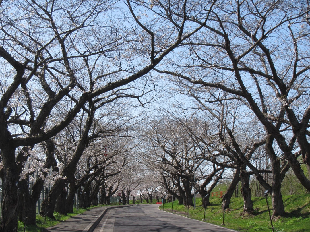 Ono River Cherry Blossom Avenue-北斗市必去景点