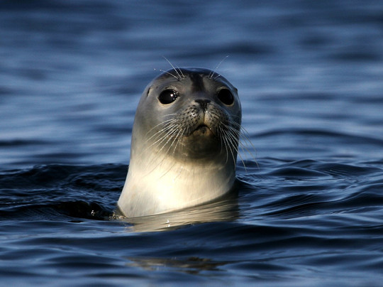 Meriscope-Portneuf-sur-Mer必去景点