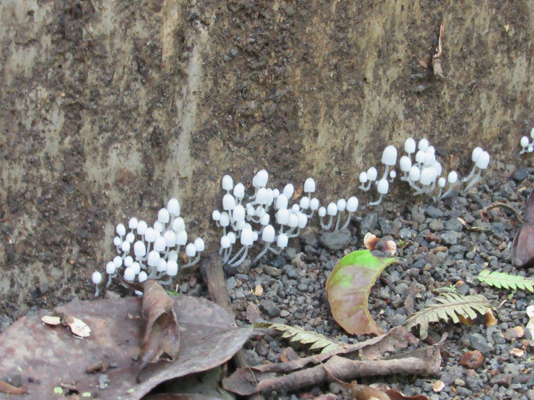 Mariposario Butterfly Garden景点图片