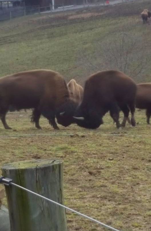 Boss Bison Ranch-Cadiz必去景点