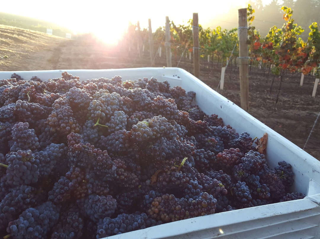 LaVelle Vineyards-尤金必去景点