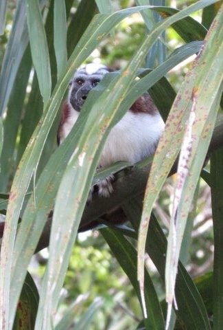 Gamboa Rainforest Resort Monkey Island Tour景点图片