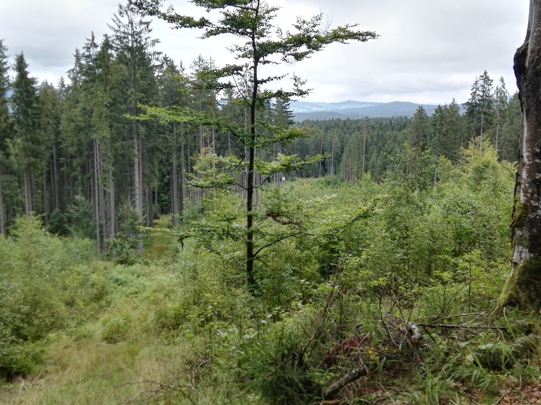 Plešné jezero (Plesne Lake)-Nova Pec必去景点