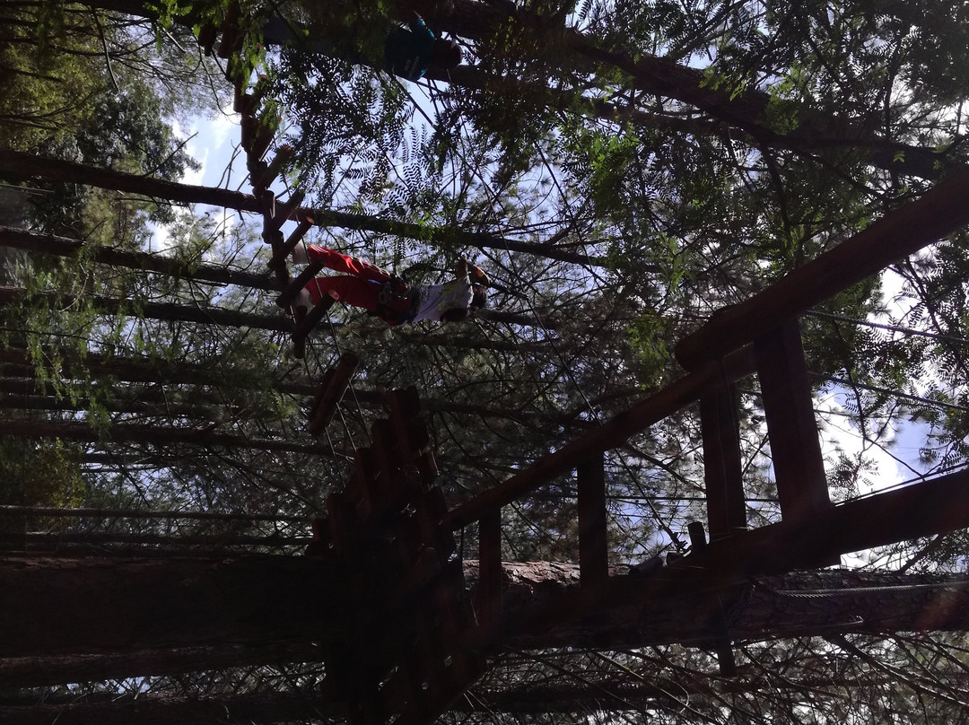 Treetop Heights
