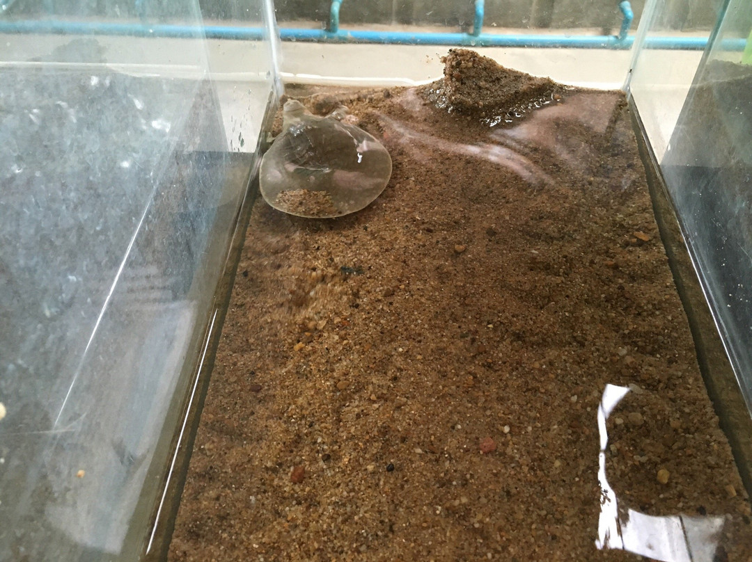 Mekong Turtle Conservation Center-Kratie必去景点