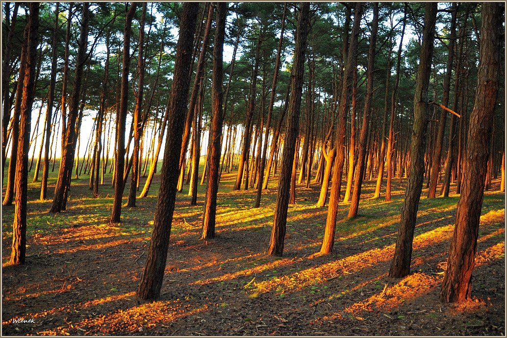 Bogdanka Vacation Resort-泳池