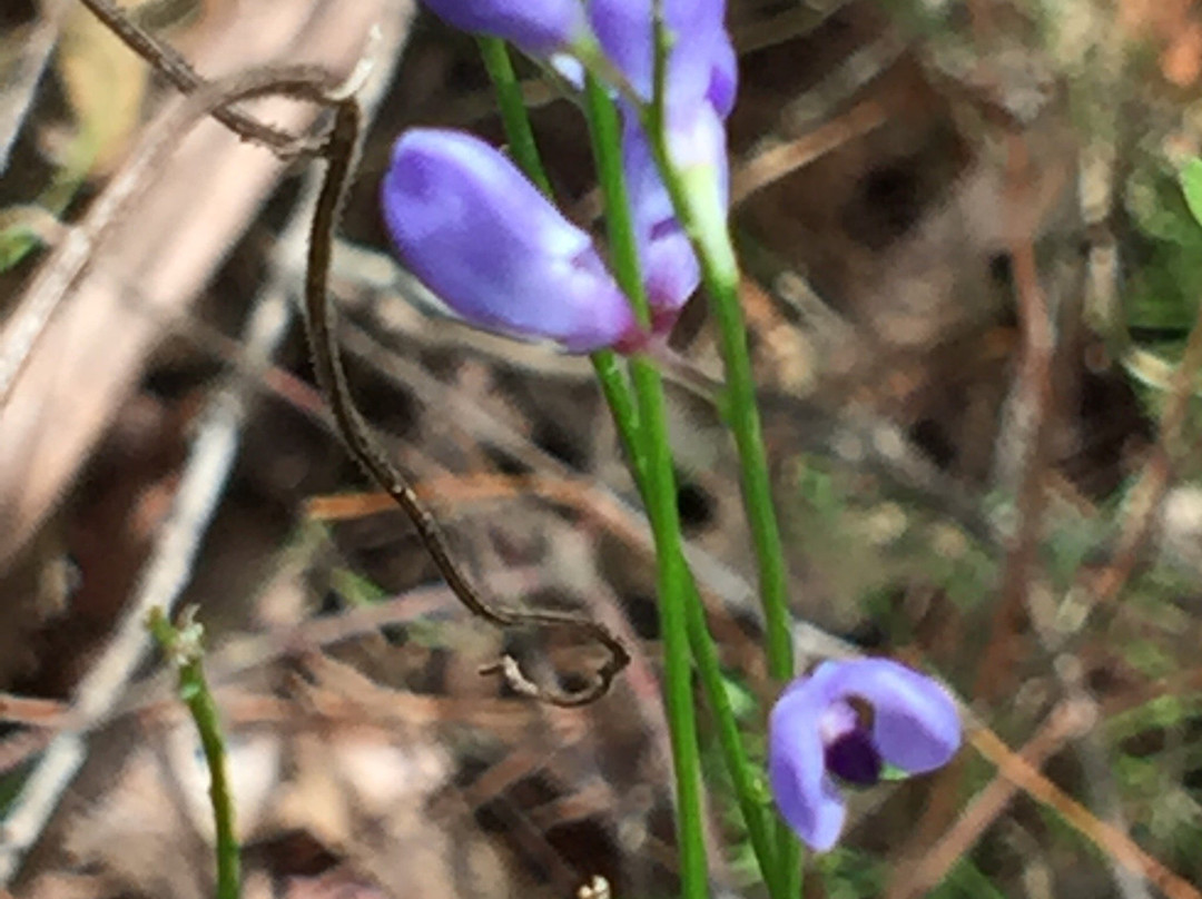 Ulladulla Wildflower Reserve景点图片