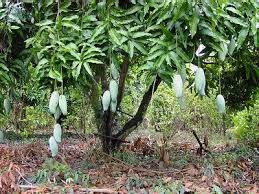Belapur Mango Garden景点图片