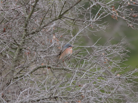 Birdwatching Spain-Grau de Gandia必去景点