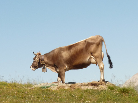 Heidi's blumenweg-圣莫里茨必去景点