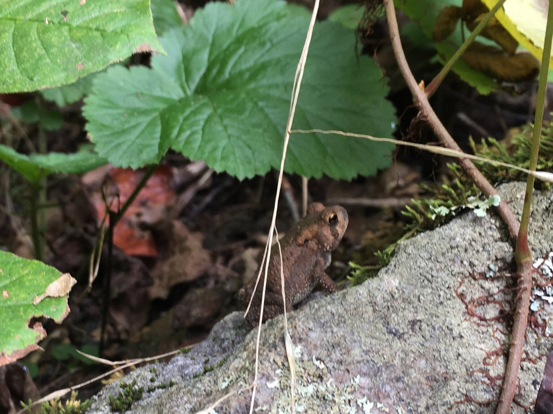Bottom Creek Gorge-罗阿诺克必去景点