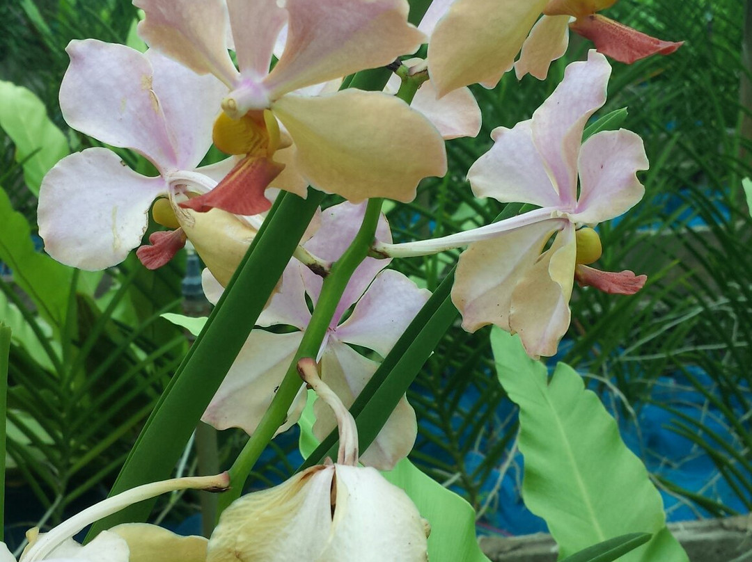 Udon Sunshine Fragrant Orchid Farm景点图片
