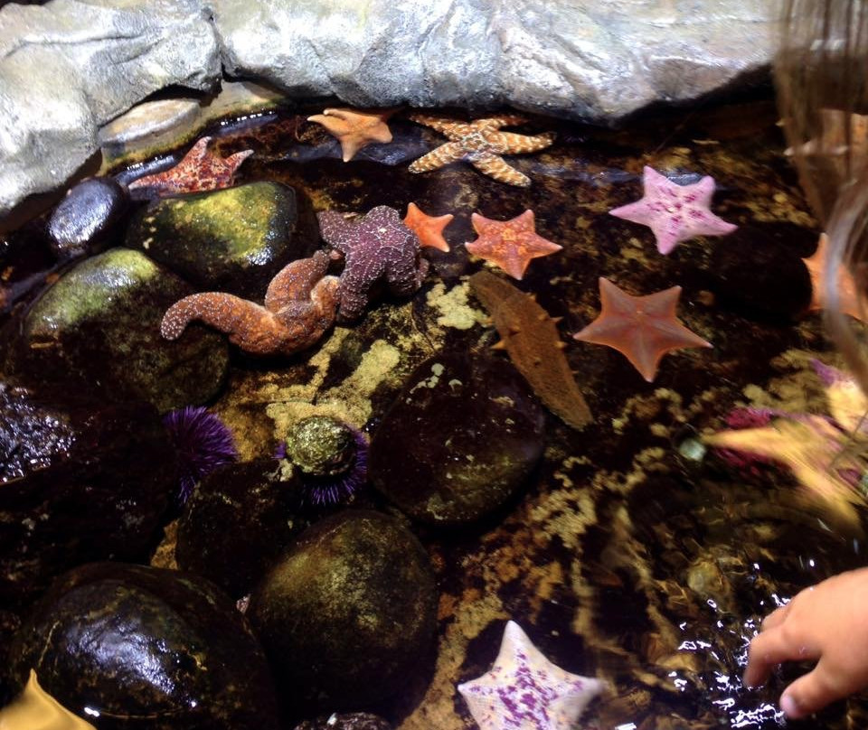 Santa Barbara Museum of Natural History Sea Center-圣巴巴拉必去景点