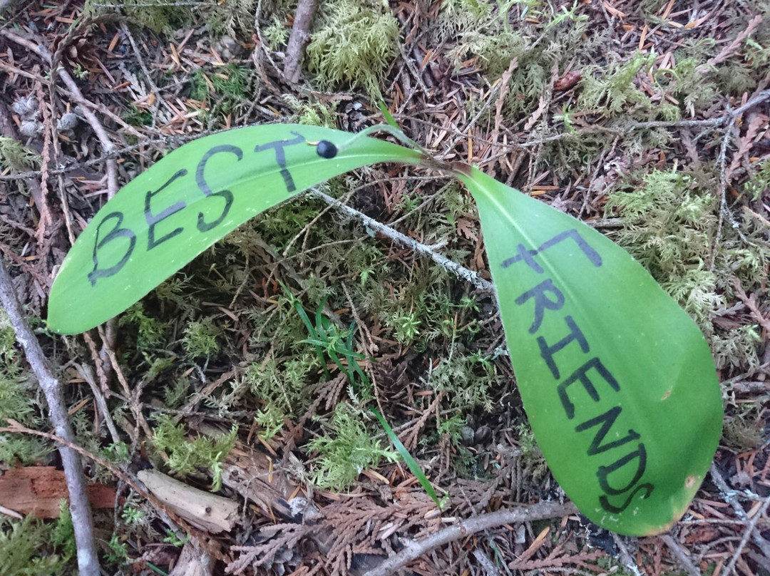 Mabel Lake Provincial Park-Lumby必去景点