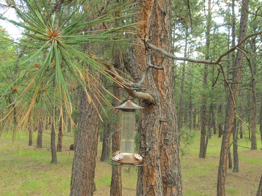 Rogers Inn The Pines主图