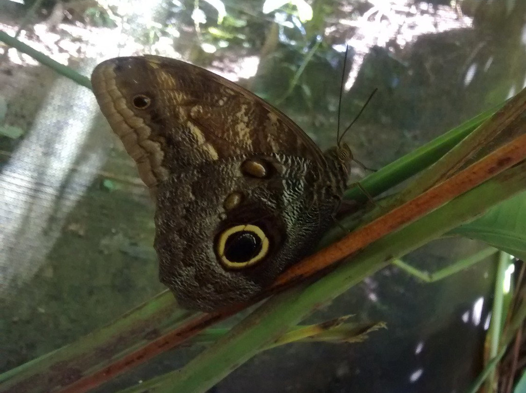 Mariposario Butterfly Garden景点图片