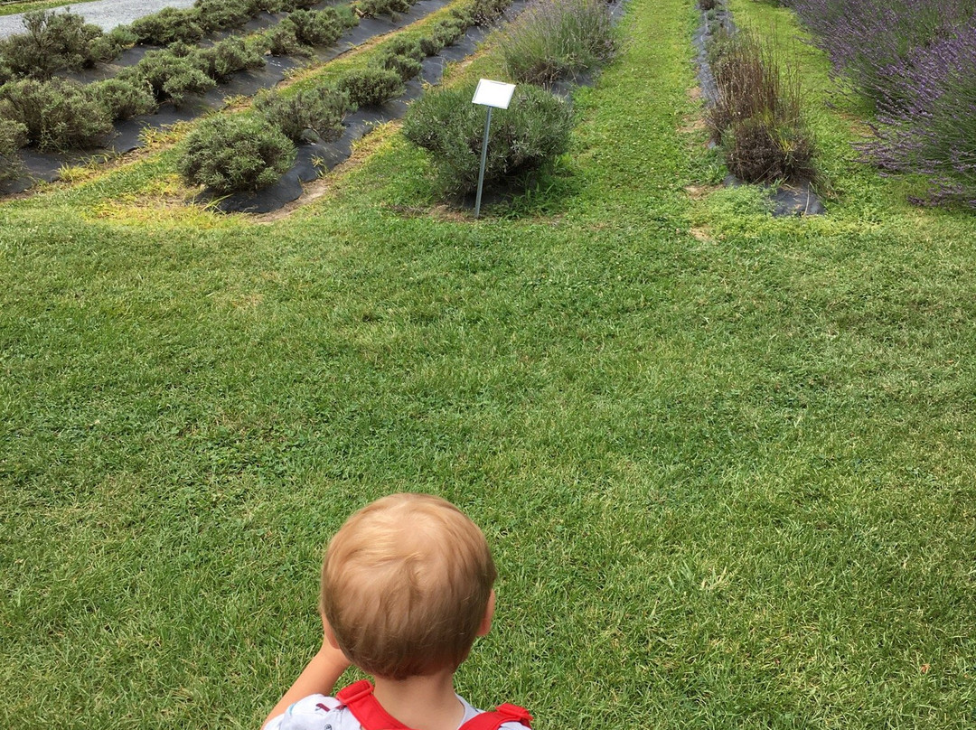Lavender Fields Farm-Milton必去景点