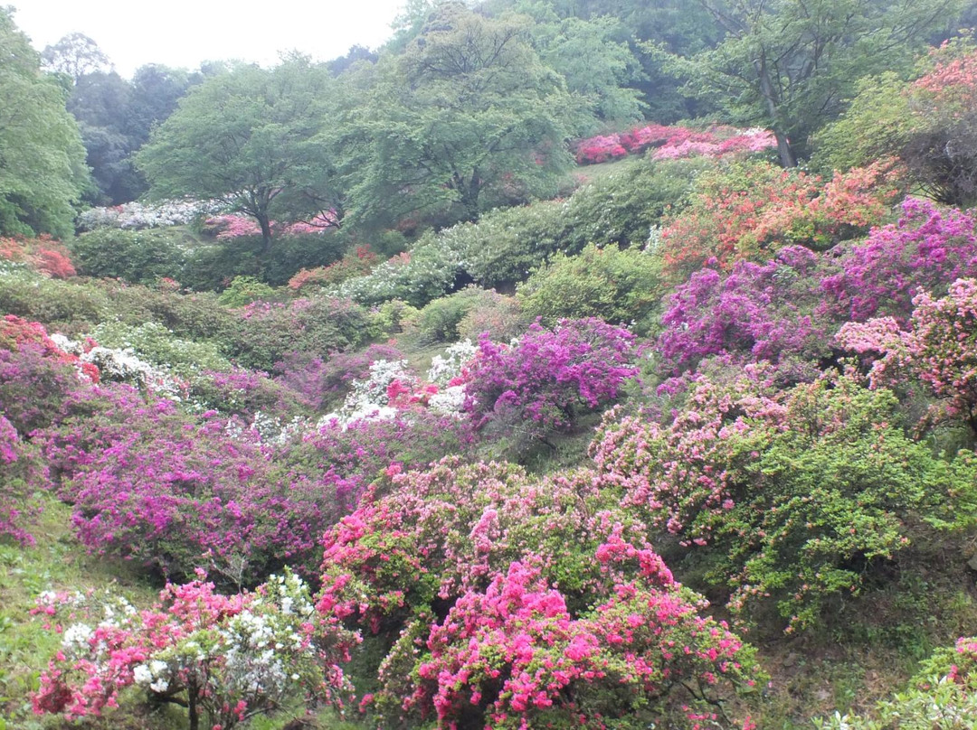 越生町旅游景点-Godaison Azalea Park