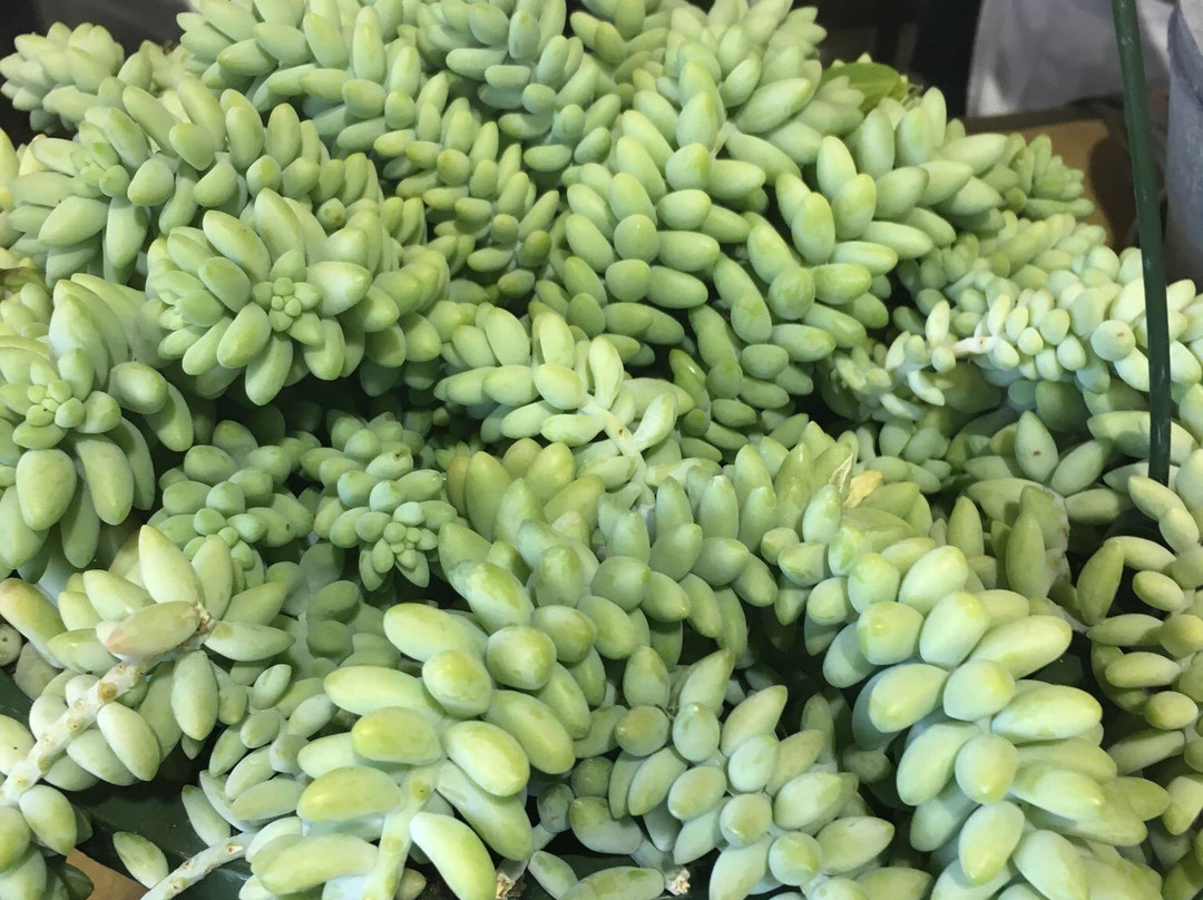 The Market At Pepper Place-伯明翰必去景点