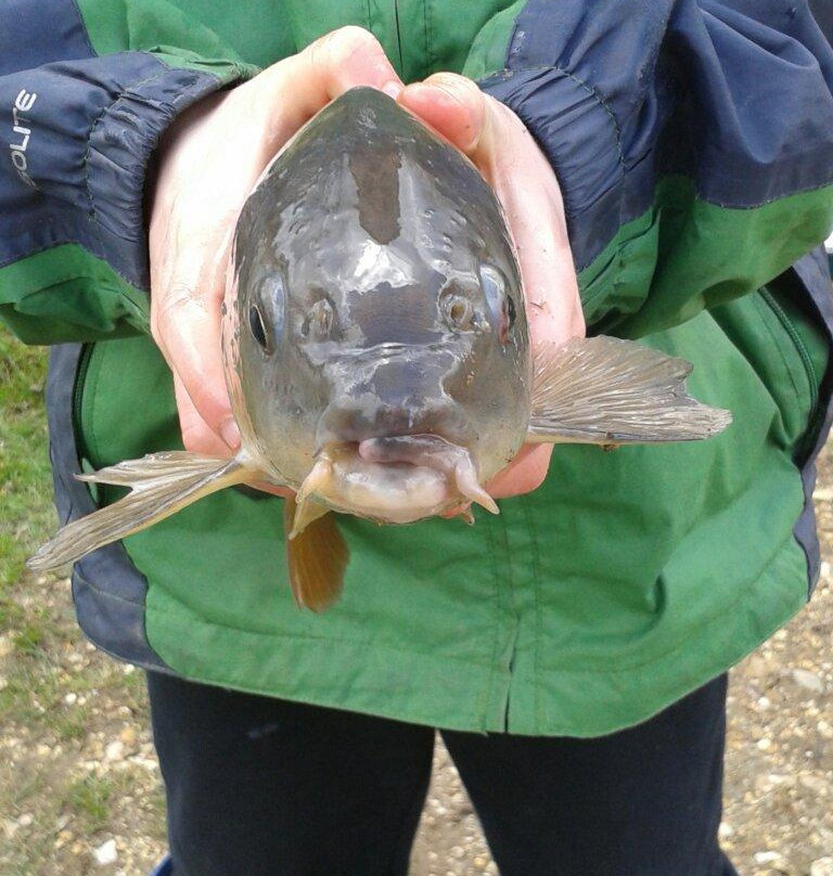 Orchard Lakes Fishery-New Milton必去景点