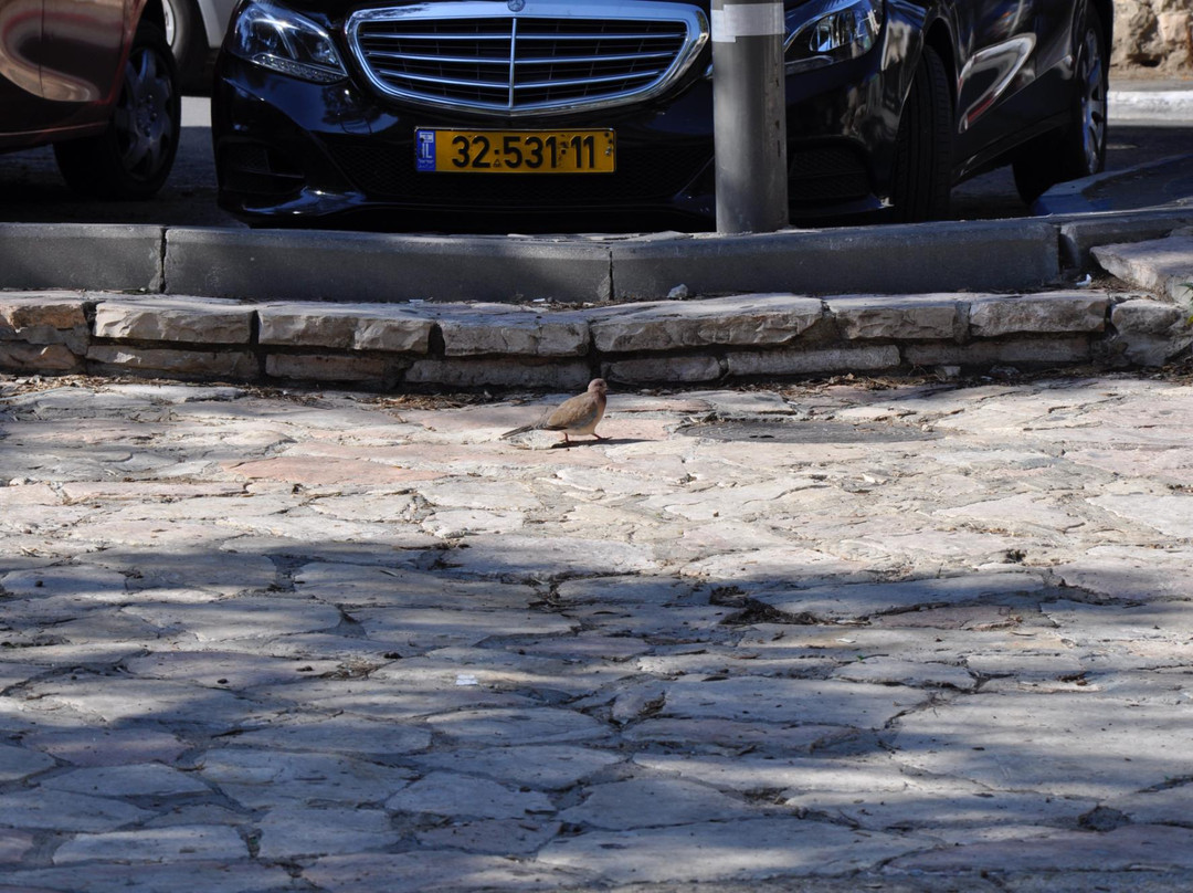 Independence Park-耶路撒冷必去景点