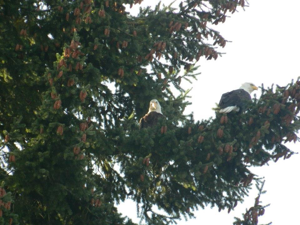 Baskett Slough National Wildlife Refuge景点图片