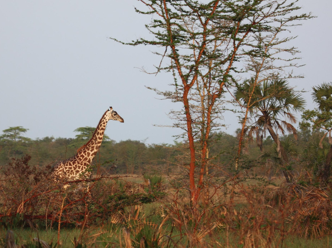 Saadani National Tips-Pangani必去景点