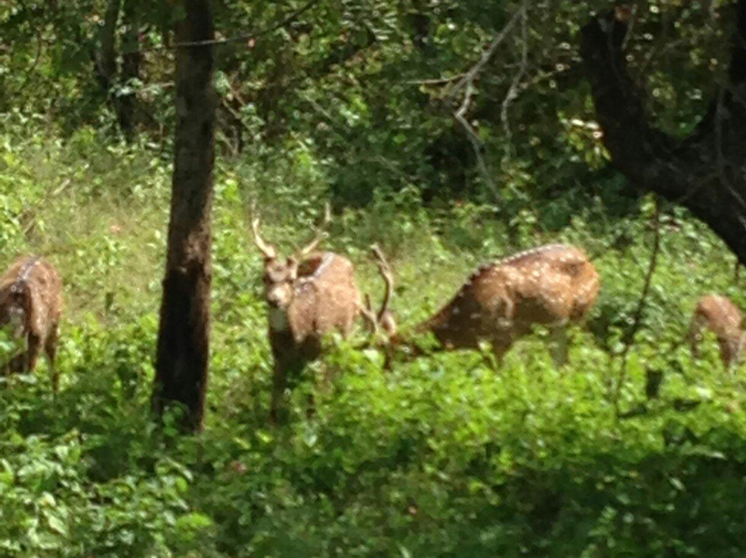 Bear Mountain Jungle Resort主图