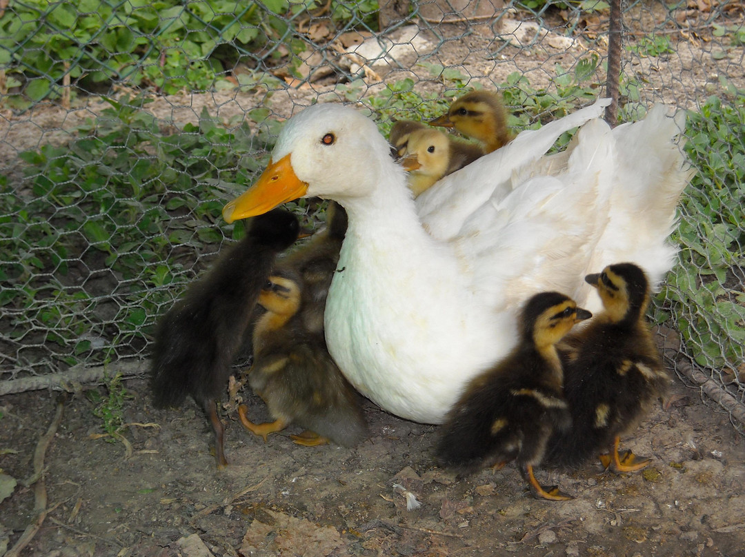 Riva旅游攻略图片