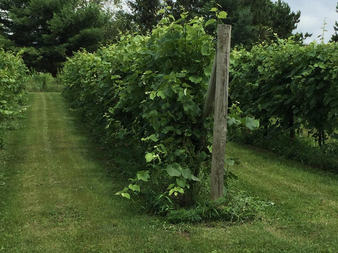 Rosedale Farms & Vineyards-锡姆斯伯里必去景点