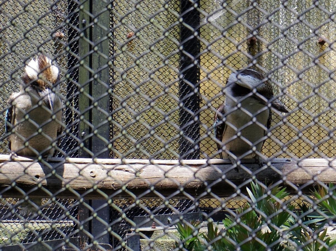 Campbelltown Forest of Wild Birds-越谷市必去景点