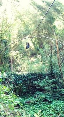 SA Forest Adventures-卡里登必去景点