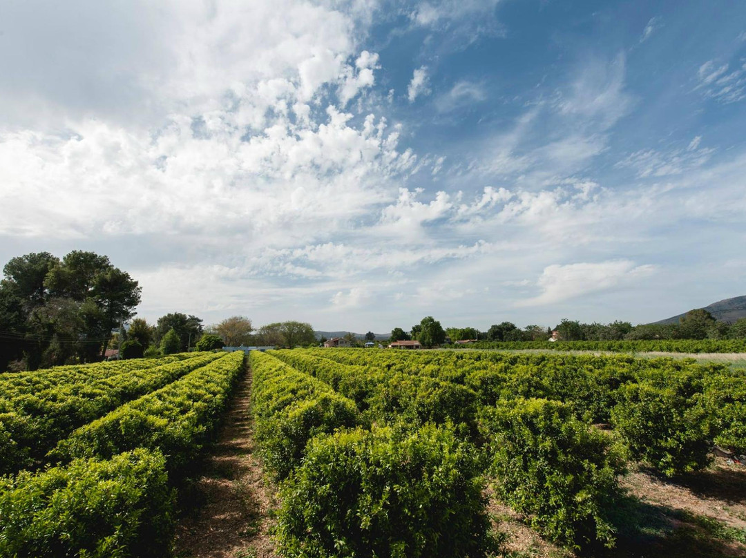 Kurlender Guest House主图