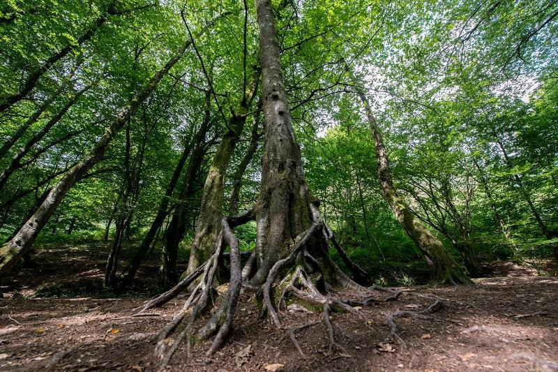 Brocéliande-Paimpont必去景点