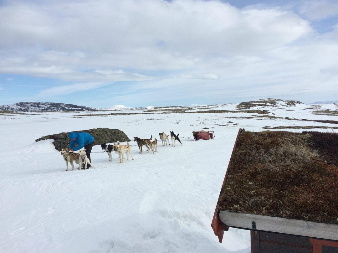 Alaskan Husky Tours Day Tours景点图片