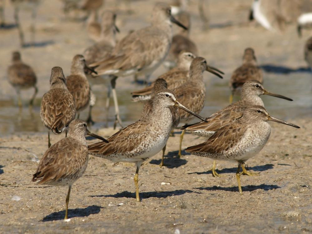 Snake Bight-大沼泽国家公园必去景点