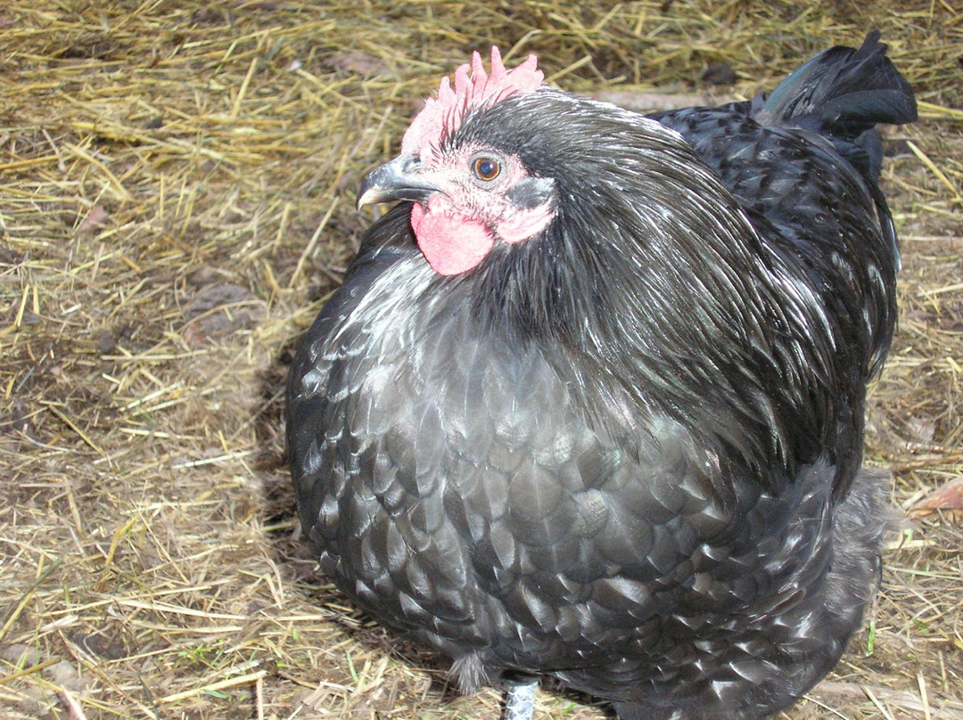 Labyrinth Farm-坎卢普斯必去景点