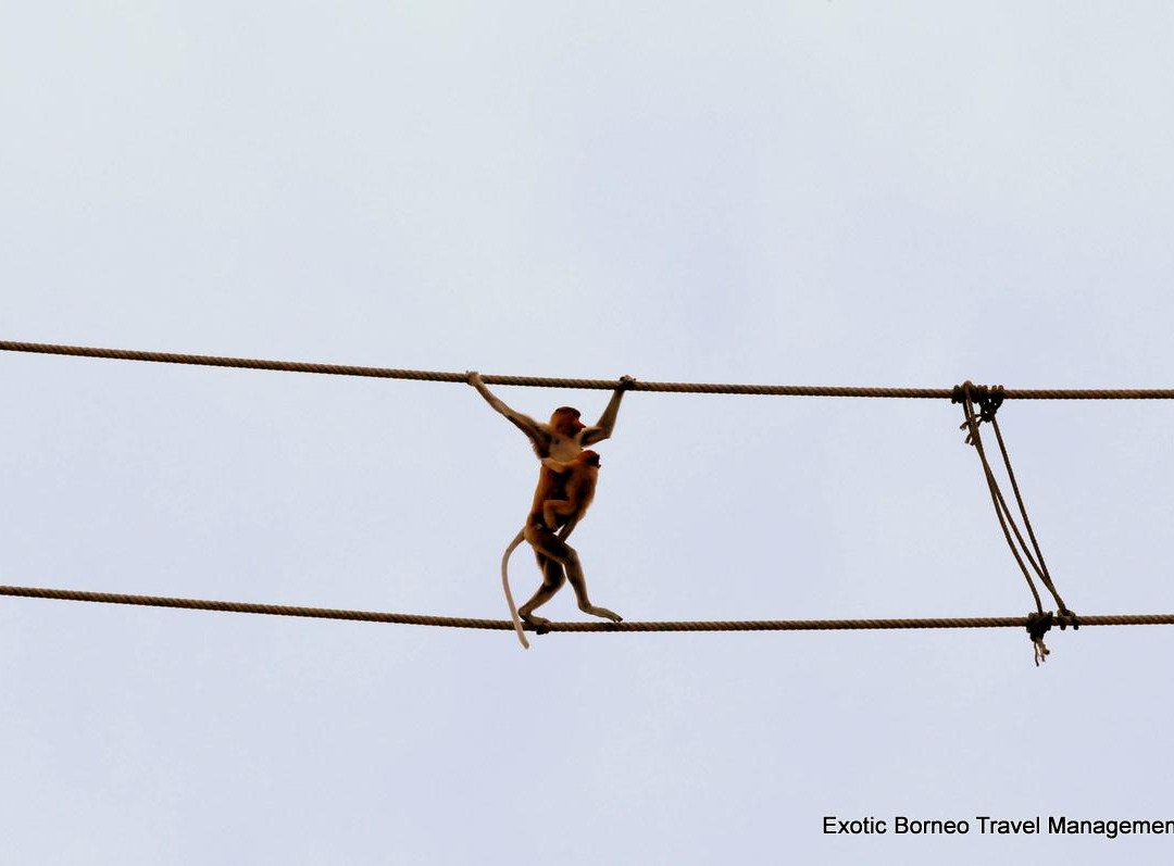 Exotic Borneo Travel Management-亚庇必去景点