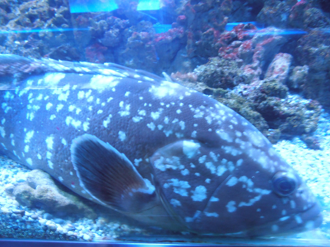 Acquario Mediterraneo dell'Argentario景点图片