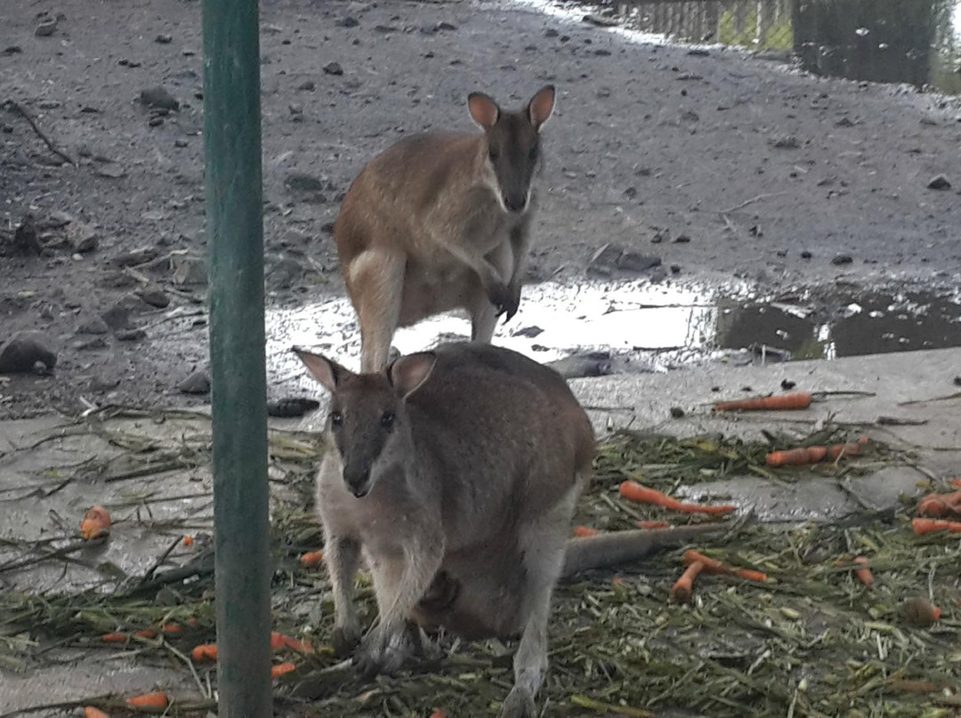 Surabaya Zoo-泗水必去景点