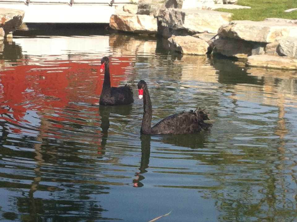五缘湾湿地公园-厦门市必去景点