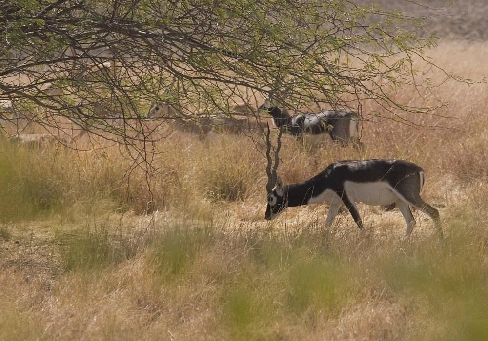 Blackbuck National Park景点图片