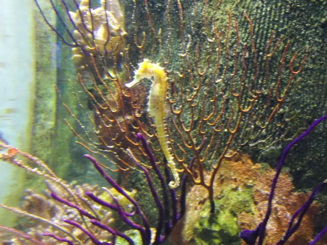 墨尔本水族馆-墨尔本必去景点