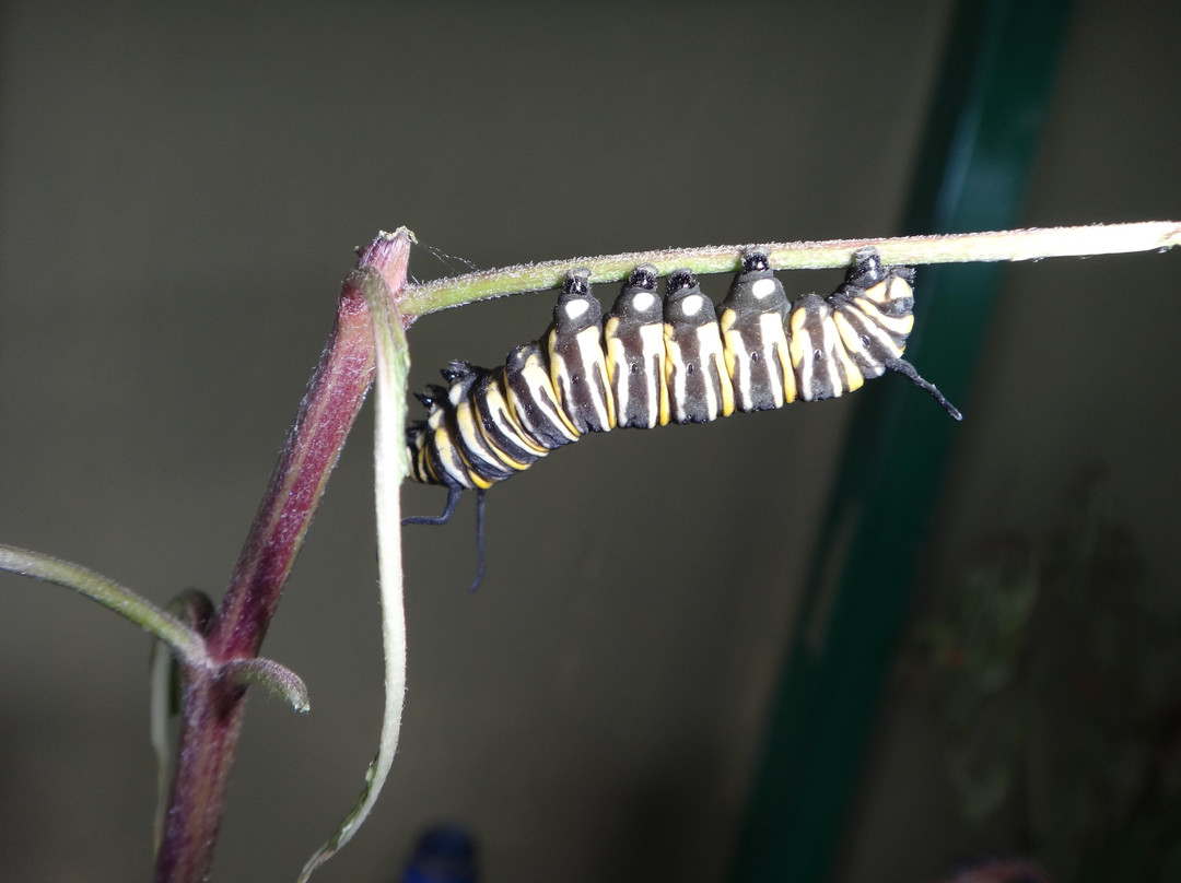 The Motmot Jungle-福德圣卡洛斯必去景点