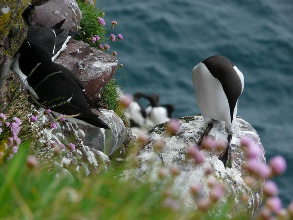 RSPB Fowlsheugh-斯通黑文必去景点