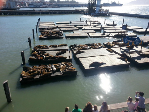 Tower Tours - San Francisco Sightseeing Specialist-旧金山必去景点