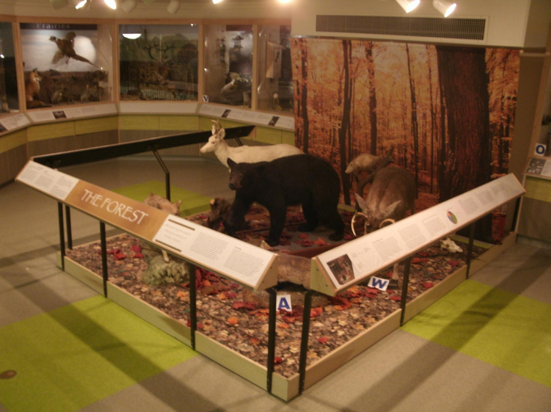 Kingman Museum景点图片