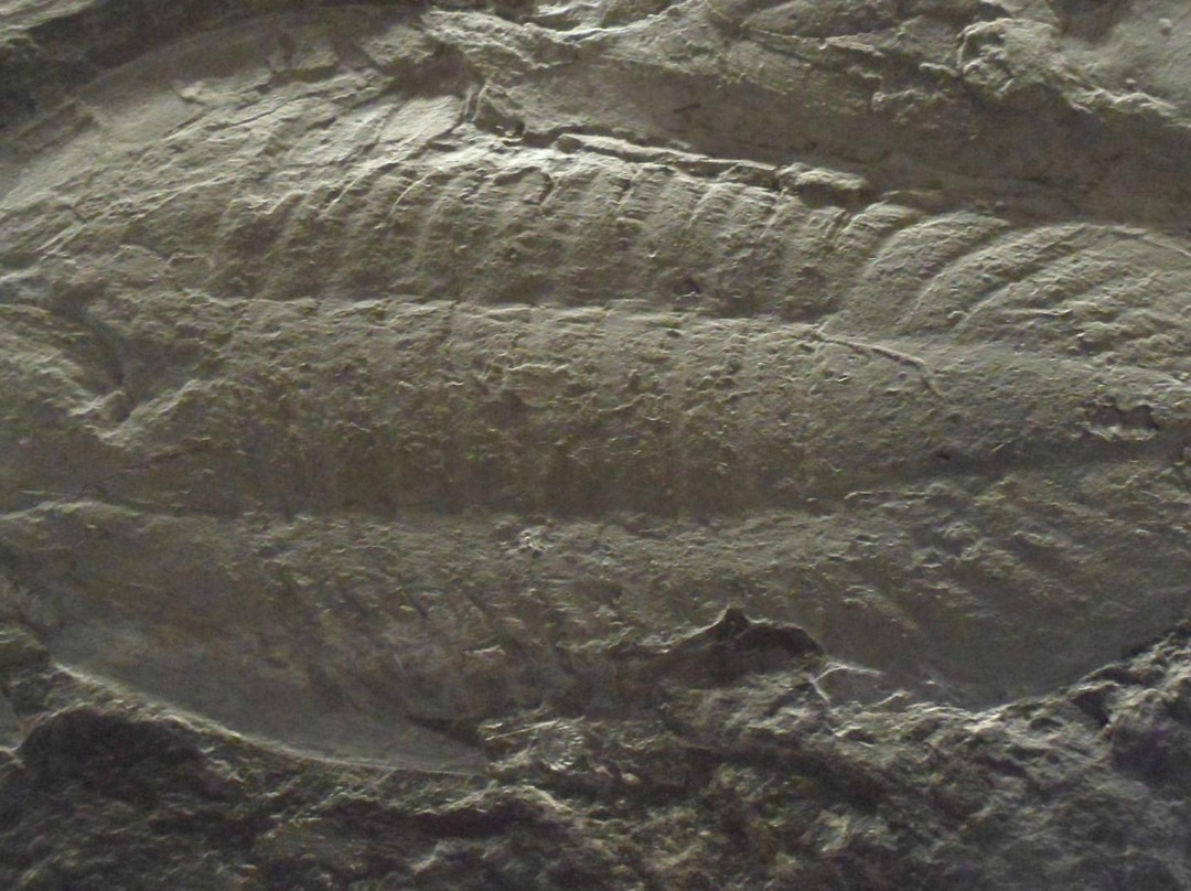 CIGC- Centro de Interpretacao Geologica de Canelas-Arouca景点图片